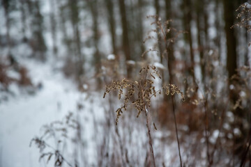 Winterwanderung am Gelterswoog, im Schnee, Kaiserslautern, Hohenecken, Strandbad, Wald , Naherholungsgebiet