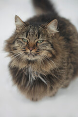 Fluffy cat siting on snow