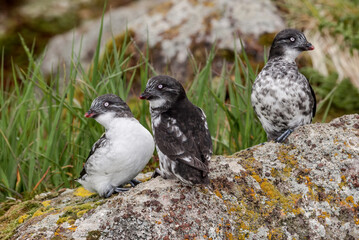 Least Auklets (Aethia pusilla) at colony in St. George Island, Pribilof Islands, Alaska, USA