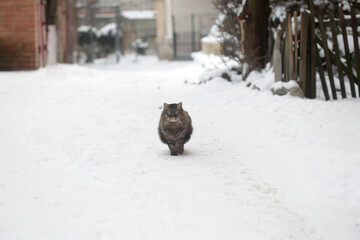 Fluffy cat siting on snow