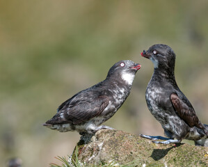 Least Auklets (Aethia pusilla) at colony in St. George Island, Pribilof Islands, Alaska, USA