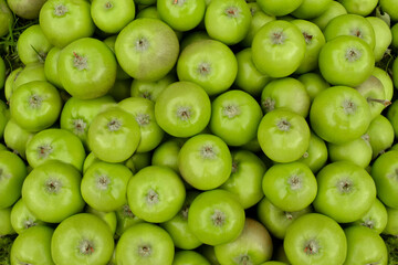 Bunch of green apples in supermarket. Group of green apples forming a background