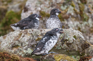 Least Auklets (Aethia pusilla) at colony in St. George Island, Pribilof Islands, Alaska, USA