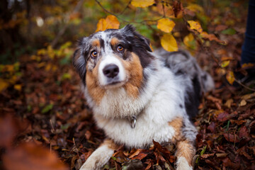Portrait of an australian shepherd in the forest.