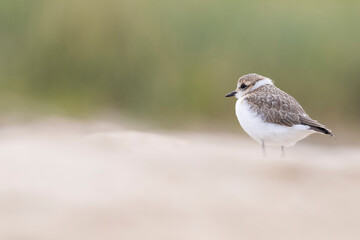 Young, kentish plover on the beach