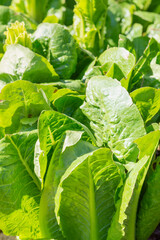 Fresh organic green oak lettuce vegetable plant farm