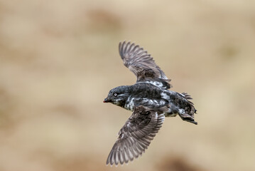 Least Auklet (Aethia pusilla) at colony in St. George Island, Pribilof Islands, Alaska, USA
