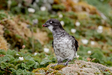 Least Auklet (Aethia pusilla) at colony in St. George Island, Pribilof Islands, Alaska, USA