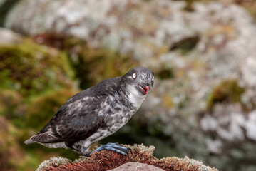 Least Auklet (Aethia pusilla) at colony in St. George Island, Pribilof Islands, Alaska, USA