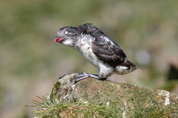 Least Auklet (Aethia pusilla) at colony in St. George Island, Pribilof Islands, Alaska, USA