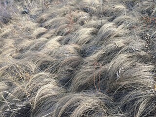 steppe feather grass