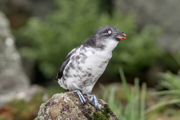 Least Auklet (Aethia pusilla) at colony in St. George Island, Pribilof Islands, Alaska, USA