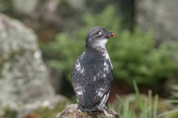 Least Auklet (Aethia pusilla) at colony in St. George Island, Pribilof Islands, Alaska, USA