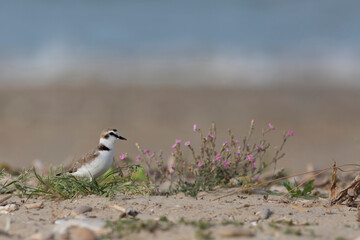 Male kentish plover bird, on the beach