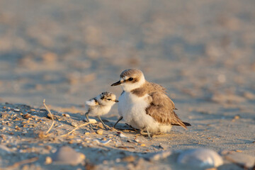 kentish plover, mother and baby bird © vinx83