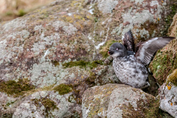 Least Auklet (Aethia pusilla) at colony in St. George Island, Pribilof Islands, Alaska, USA