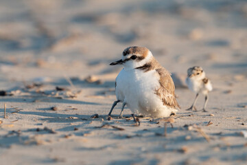 Father and son, kentish plover, birds
