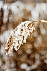 snow covered branches