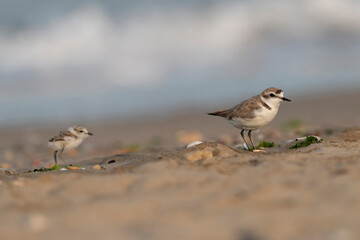 Father and son, kentish plover, birds
