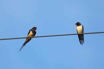 Socially distanced swallows tweeting
