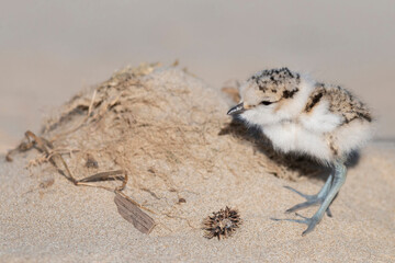 Young, kentish plover on the beach