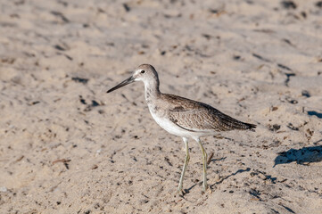 Willet (Catoptrophorus semipalmatus) in Malibu Lagoon, California, USA