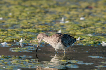 Willet (Catoptrophorus semipalmatus) in Malibu Lagoon, California, USA