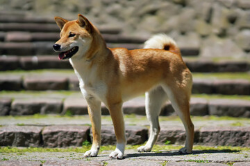 Naklejka na ściany i meble Adorable young red Shiba Inu dog posing outdoors standing on an old stone staircase with a green moss