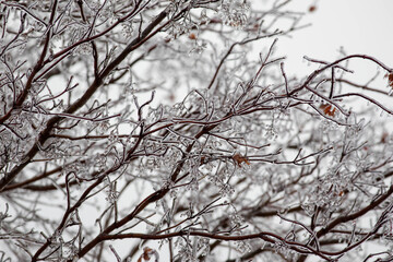Frozen tree branch