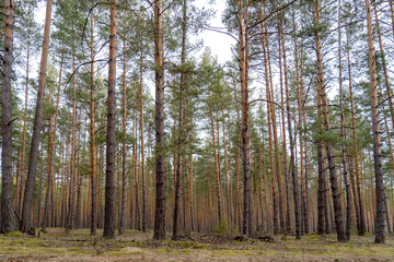Obraz premium pine forest on a Sunny evening