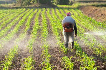 Farmers are using chemicals to spray the corn plants on the fields