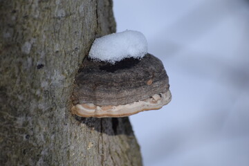 Snow covered fungal conk on side of tree in the winter