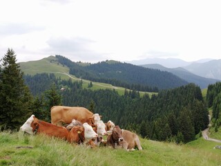 Fototapeta na wymiar alp, cows, panorama, view to the valley