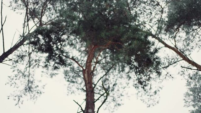 Snowfall. Close up of snow falling in winter forest, below view on pine-trees, slow motion