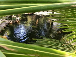 close up of a spider
