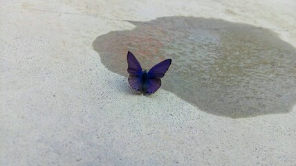 butterfly on the sand