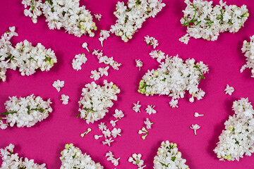 White lilac flowers on a dark pink background. The basis for the postcard. Top view, flat lay, copy...