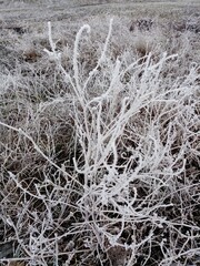 branches covered with frost
