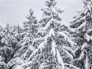 Drone view of the tops of snow-covered trees of an evergreen forest after a snowfall close-up. Beautiful winter snow forest