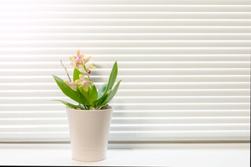 Rhynchostylis orchid plant in pot on window still, front view. Houseplants decoration and home interior