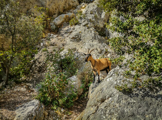 Single goat on the Sainte-Victoire mountain in South France