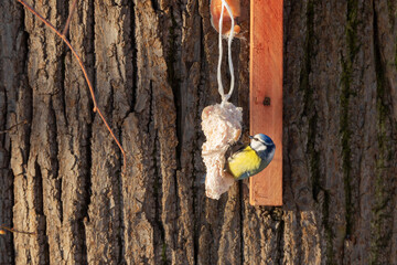 Fototapeta premium Titmouse eats lard