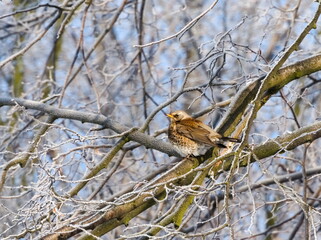 The fieldfare (Turdus pilaris) on a branch in winter (in Polish: Kwiczoł)