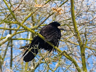 The rook (Corvus frugilegus). Blackbird on a branch in winter scenery (in Polish: Gawron)