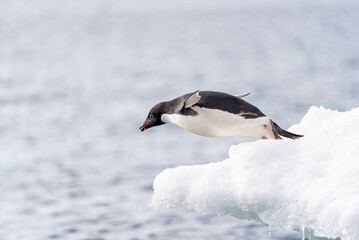 Adelie Penguin prepares to dive from an ice floe into the chilly waters near the Antarctic Peninsula