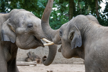 Two happy Indian elephants close up