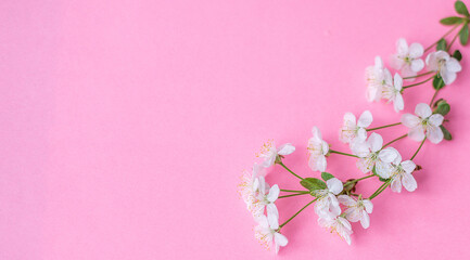 Flowers composition. Apple tree flowers on a pastel pink background. Spring banner. Flat styling, top view, copy space