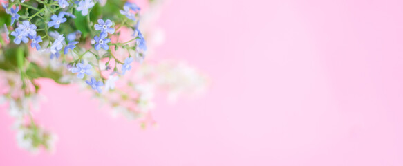 Floral spring background. White and blue flowers on a pastel pink background. Spring banner. Top view, copy space.