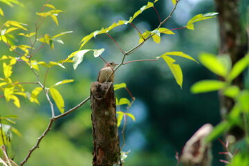 bird in a tree