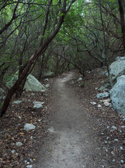 dirt road of hiking trail to Cala Goloritze in green forest with limestone rocks and mediterranean vegetation, Nuoro, Sardinia, Italy